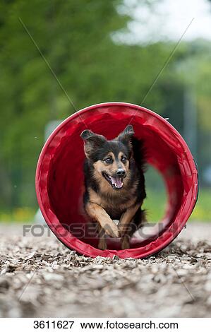 Stock Photo - Dog on playground running through pipe . Fotosearch