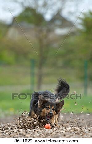 Dog playing with ball View Large Photo Image Stock Photo - Dog playing with ball . Fotosearch