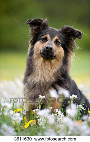 Stock Image - Dog sitting in meadow . Fotosearch