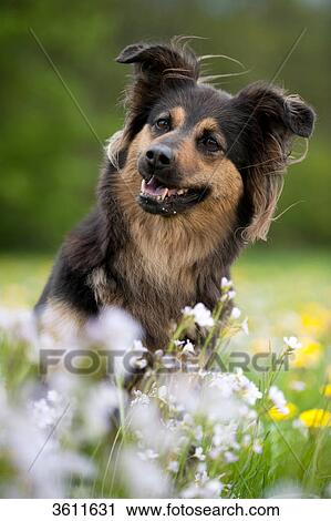 Dog sitting in meadow View Large Photo Image Stock Image - Dog sitting in meadow . Fotosearch