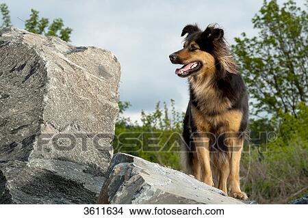 Picture - Dog standing on rock . Fotosearch