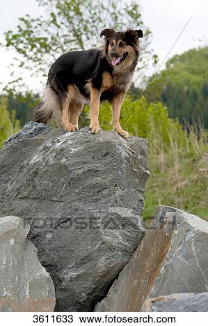 Dog standing on rock View Large Photo Image Stock Image - Dog standing on rock . Fotosearch