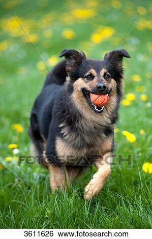 Stock Photograph - Dog with ball in his mouth running in meadow . Fotosearch