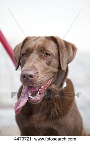 Stock Image - Dog with lolling tongue . Fotosearch