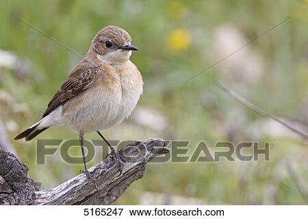 Eastern Black-eared Wheatear, Oenanthe melanoleuca View Large Photo Image Stock Photo - Eastern Black-eared Wheatear, Oenanthe melanoleuca . Fotosearch