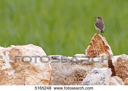 Stock Photo - Eastern Black-eared Wheatear, Oenanthe melanoleuca . Fotosearch