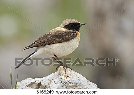 Eastern Black-eared Wheatear, Oenanthe melanoleuca View Large Photo Image Stock Photo - Eastern Black-eared Wheatear, Oenanthe melanoleuca . Fotosearch