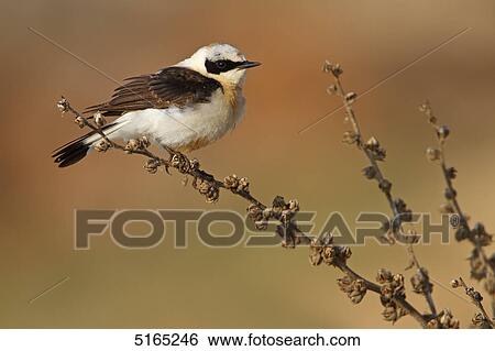 Eastern Black-eared Wheatear, Oenanthe melanoleuca View Large Photo Image Stock Photograph - Eastern Black-eared Wheatear, Oenanthe melanoleuca . Fotosearch