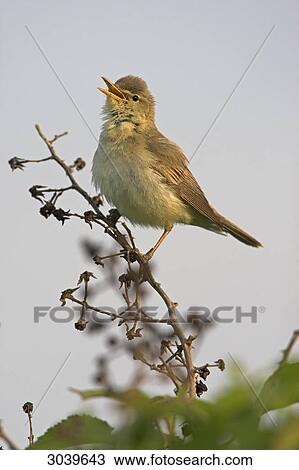 Stock Image - Eastern Olivaceous Warbler (Hippolais pallida) sitting on Rubus twig, side view . Fotosearch