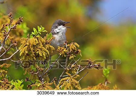 Stock Photo - Eastern Orphean Warbler (Sylvia crassirostris) sitting on twig, side view . Fotosearch