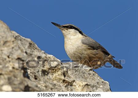 Eastern Rock Nuthatch, Sitta tephronota View Large Photo Image Stock Photo - Eastern Rock Nuthatch, Sitta tephronota . Fotosearch