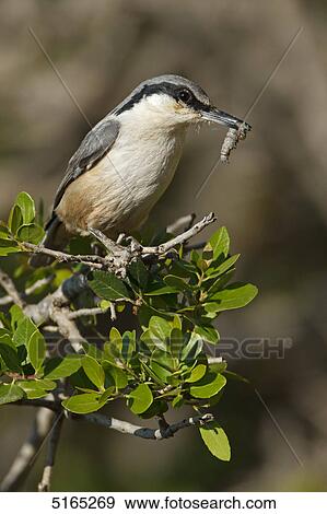 Eastern Rock Nuthatch, Sitta tephronota View Large Photo Image Stock Photo - Eastern Rock Nuthatch, Sitta tephronota . Fotosearch
