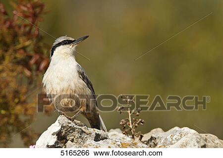 Eastern Rock Nuthatch, Sitta tephronota View Large Photo Image Stock Photograph - Eastern Rock Nuthatch, Sitta tephronota . Fotosearch