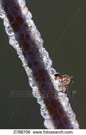 egg deposition View Large Photo Image Stock Photograph - egg deposition . Fotosearch