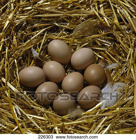 eggs in a nest, elevated view View Large Photo Image Stock Image - eggs in a nest, elevated view . Fotosearch