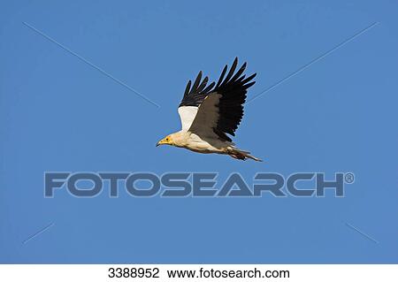 Stock Image - Egyptian Vulture (Neophron percnopterus) flying against blue sky . Fotosearch