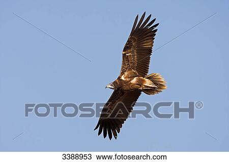 Stock Image - Egyptian Vulture (Neophron percnopterus) flying against blue sky . Fotosearch