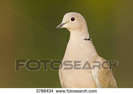 Eurasian Collared Dove (Streptopelia decaocto), portrait View Large Photo Image Picture - Eurasian Collared Dove (Streptopelia decaocto), portrait . Fotosearch