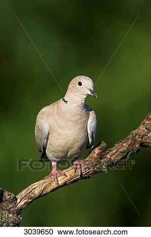 Eurasian Collared-Dove (Streptopelia decaocto) sitting on branch, front view View Large Photo Image Stock Image - Eurasian Collared-Dove (Streptopelia decaocto) sitting on branch, front view . Fotosearch