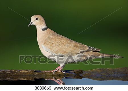 Eurasian Collared-Dove (Streptopelia decaocto) at watering place, side view View Large Photo Image Stock Image - Eurasian Collared-Dove (Streptopelia decaocto) at watering place, side view . Fotosearch