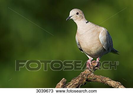 Eurasian Collared-Dove (Streptopelia decaocto) sitting on branch, with copy space View Large Photo Image Stock Image - Eurasian Collared-Dove (Streptopelia decaocto) sitting on branch, with copy space . Fotosearch