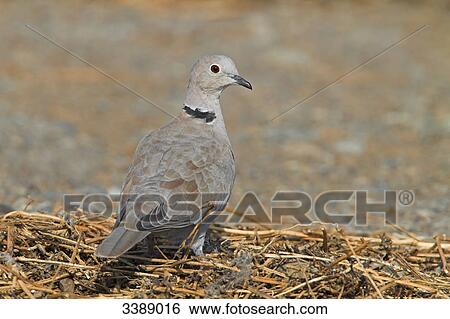 Eurasian Collared Dove (Streptopelia decaocto) perching on straw View Large Photo Image Stock Photograph - Eurasian Collared Dove (Streptopelia decaocto) perching on straw . Fotosearch