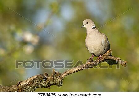 Eurasian Collared Dove (Streptopelia decaocto) perching on branch View Large Photo Image Stock Photography - Eurasian Collared Dove (Streptopelia decaocto) perching on branch . Fotosearch
