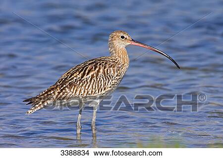 Picture - Eurasian Curlew (Numenius arquata) standing in shallow water, side view . Fotosearch