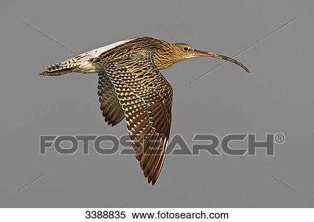 Eurasian Curlew (Numenius arquata) flying, side view View Large Photo Image Stock Photography - Eurasian Curlew (Numenius arquata) flying, side view . Fotosearch