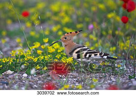 Eurasian Hoopoe (Upupa epops) in landscape with flowers, side view View Large Photo Image Stock Image - Eurasian Hoopoe (Upupa epops) in landscape with flowers, side view . Fotosearch