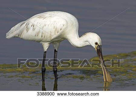 Eurasian Spoonbill (Platalea leucorodia) foraging in shallow water, side view View Large Photo Image Stock Image - Eurasian Spoonbill (Platalea leucorodia) foraging in shallow water, side view . Fotosearch