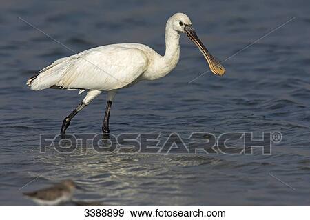 Stock Photo - Eurasian Spoonbill (Platalea leucorodia) standing in shallow water, side view . Fotosearch