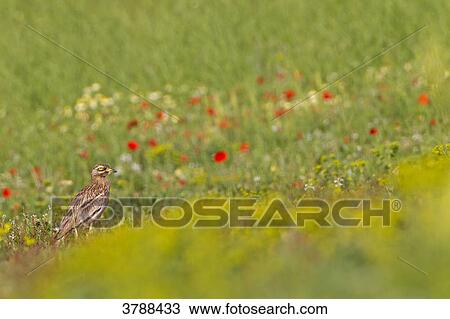 Eurasian Stone-curlew (Burhinus oedicnemus) in a meadow View Large Photo Image Stock Image - Eurasian Stone-curlew (Burhinus oedicnemus) in a meadow . Fotosearch
