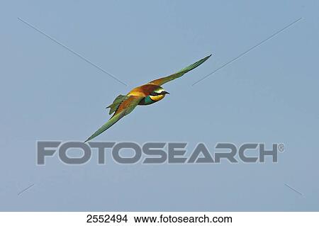 Picture - European Bee-eater (Merops apiaster) in flight . Fotosearch