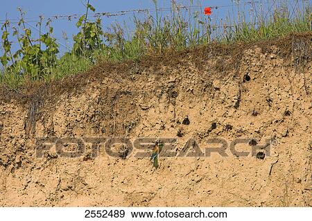 Stock Photo - European Bee-eater (Merops apiaster) in tunnel nest . Fotosearch
