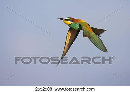 European Bee-eater (Merops apiaster) in flight View Large Photo Image Stock Photo - European Bee-eater (Merops apiaster) in flight . Fotosearch