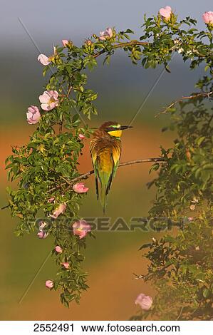 European Bee-eater (Merops apiaster) perching on stem View Large Photo Image Stock Image - European Bee-eater (Merops apiaster) perching on stem . Fotosearch