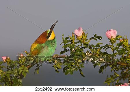Stock Image - European Bee-eater (Merops apiaster) perching on stem . Fotosearch