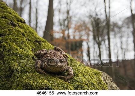 Stock Photography - European common toad, Bufo bufo . Fotosearch
