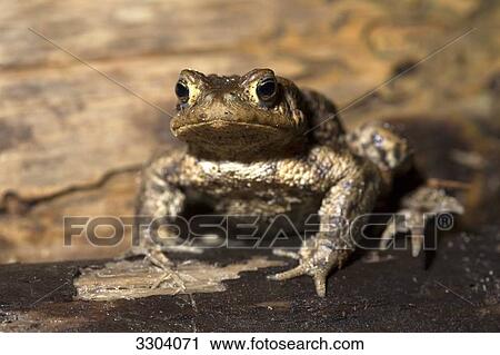 European common toat, Bufo bufo, Geesthacht, Schleswig-Holstein, Germany View Large Photo Image Stock Image - European common toat, Bufo bufo, Geesthacht, Schleswig-Holstein, Germany . Fotosearch