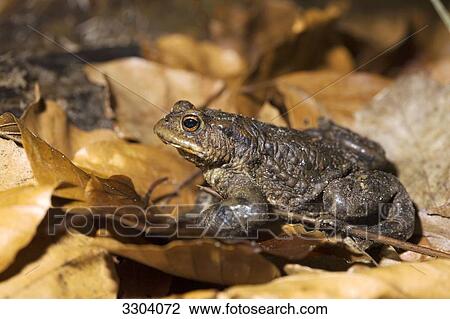 European common toat, Bufo bufo, Geesthacht, Schleswig-Holstein, Germany View Large Photo Image Stock Image - European common toat, Bufo bufo, Geesthacht, Schleswig-Holstein, Germany . Fotosearch