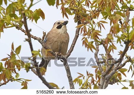 Stock Image - European Jay Jay, Garrulus glandarius . Fotosearch