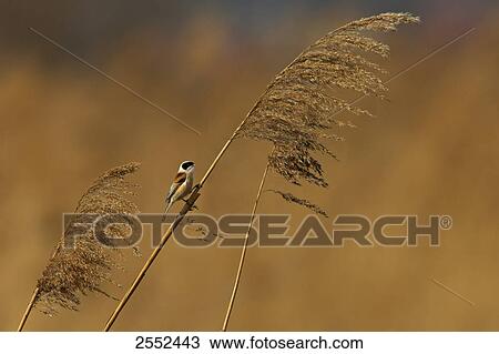 European Penduline Tit (Remiz pendulinus) perching on reed View Large Photo Image Stock Image - European Penduline Tit (Remiz pendulinus) perching on reed . Fotosearch