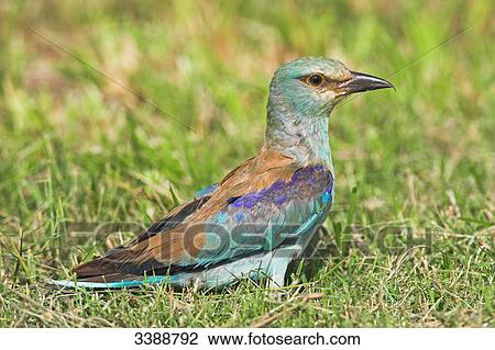 European Roller (Coracias garrulus) on grass, side view View Large Photo Image Stock Image - European Roller (Coracias garrulus) on grass, side view . Fotosearch