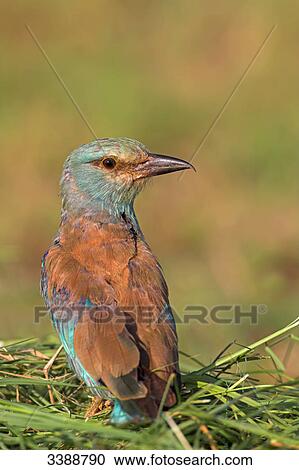 European Roller (Coracias garrulus) sitting on grass, rear view View Large Photo Image Stock Image - European Roller (Coracias garrulus) sitting on grass, rear view . Fotosearch