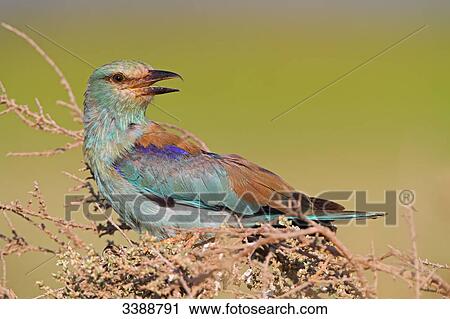 Stock Image - European Roller (Coracias garrulus) sitting on a shrub, side view . Fotosearch