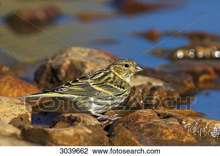 Stock Image - European Serin (Serinus serinus) sitting on waterside stones, side view . Fotosearch