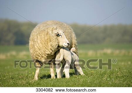 Ewe and lamb on a pasture, Schleswig-Holstein, Germany View Large Photo Image Stock Image - Ewe and lamb on a pasture, Schleswig-Holstein, Germany . Fotosearch
