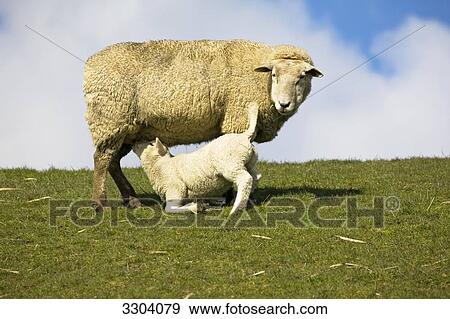 Stock Photo - Ewe and lamb on a pasture, Schleswig-Holstein, Germany . Fotosearch