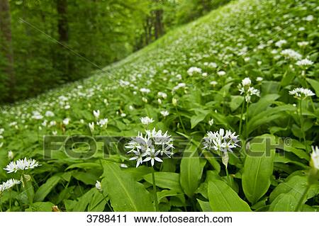 Stock Image - Field of ramsons (Allium ursinum) . Fotosearch